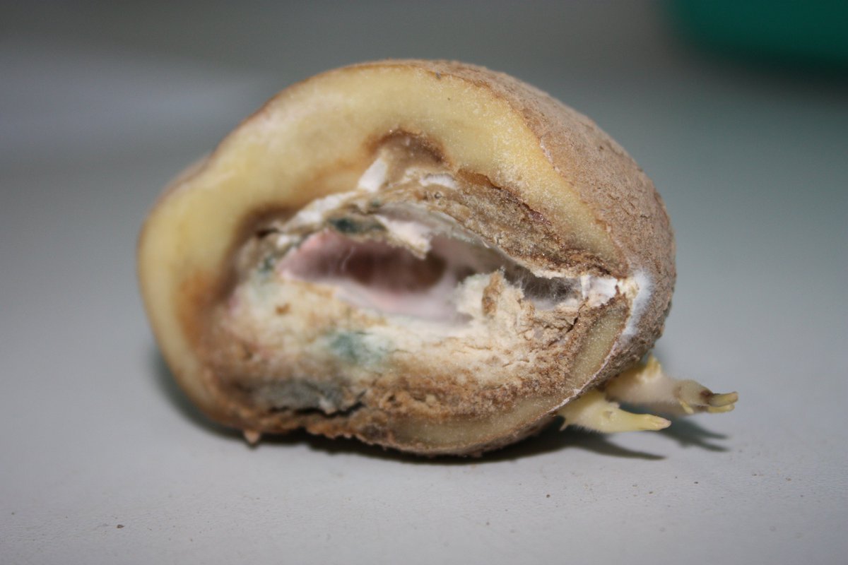 #Fusarium spp. found in #potato in Algeria 🥔🥔🥔
Just published, congratulations <a href="/azil_nadia/">Nadia Azil</a> !

rdcu.be/cdctC