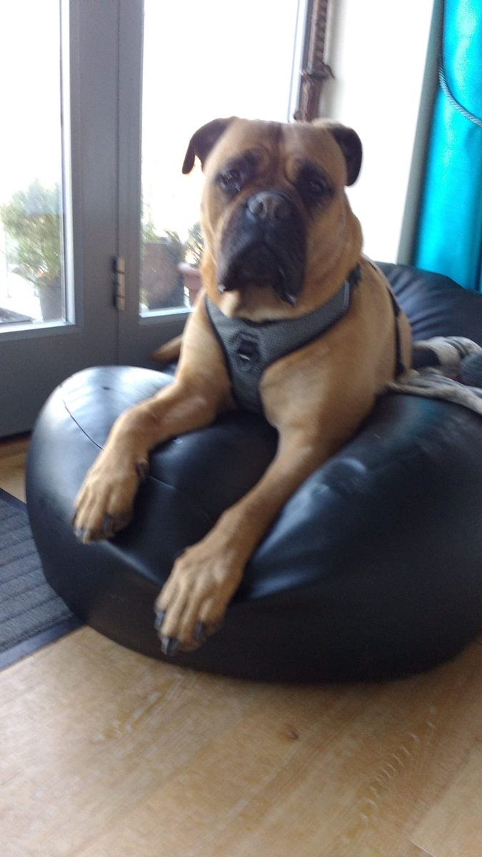 ange1892's tweet photo. @822Picklesauce @BearBertthe Hate the hover- let’s pick it up &amp; shake it till it’s dead!! Agh ;) peace &amp; quiet 🐕🤣🐾 https://t.co/Mp0ebFftpR