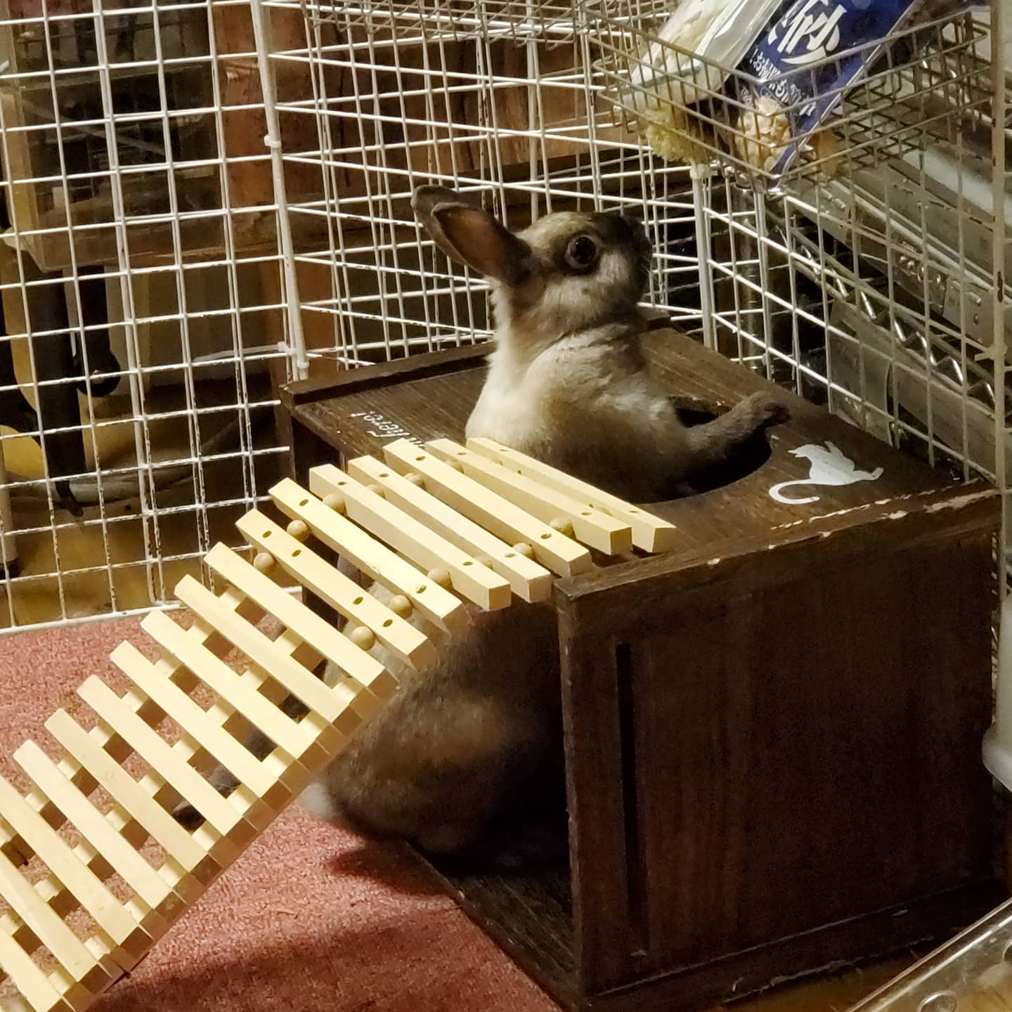 Kagurabbit Malico 今日は寒いけど お部屋はぬくぬく ２人で元気で遊んでます うさぎと暮らす おじいちゃんうさぎ ネザーランドドワーフ うさぎ Rabbits ウサギ部屋 T Co Hzw9qsze6s Twitter