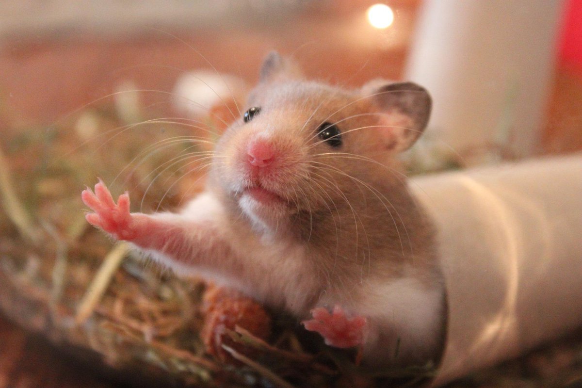 Hamster (@HamsterPhotos) / Posts / X