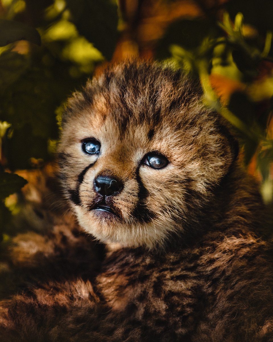 CCFCheetahUK's tweet photo. Hi there! @donalboyd here for the start of a #wildlifephotography takeover for #CCFUK. Iβll be sharing a collection of photo memories captured at @ErindiNamibia over the years following the progress of #cheetahs that have been #rewilded, including this cub's mother. https://t.co/UIpHgogvRy