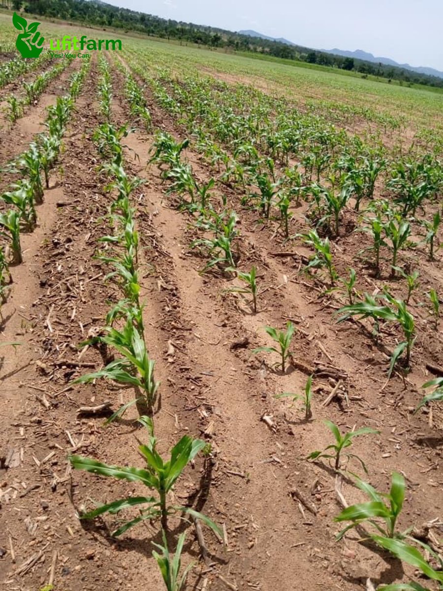 Ufitfarm tweet media