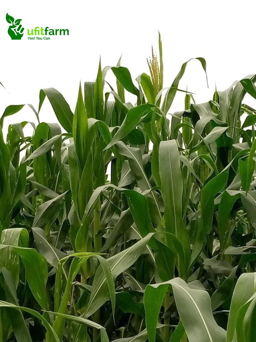 Ufitfarm tweet media