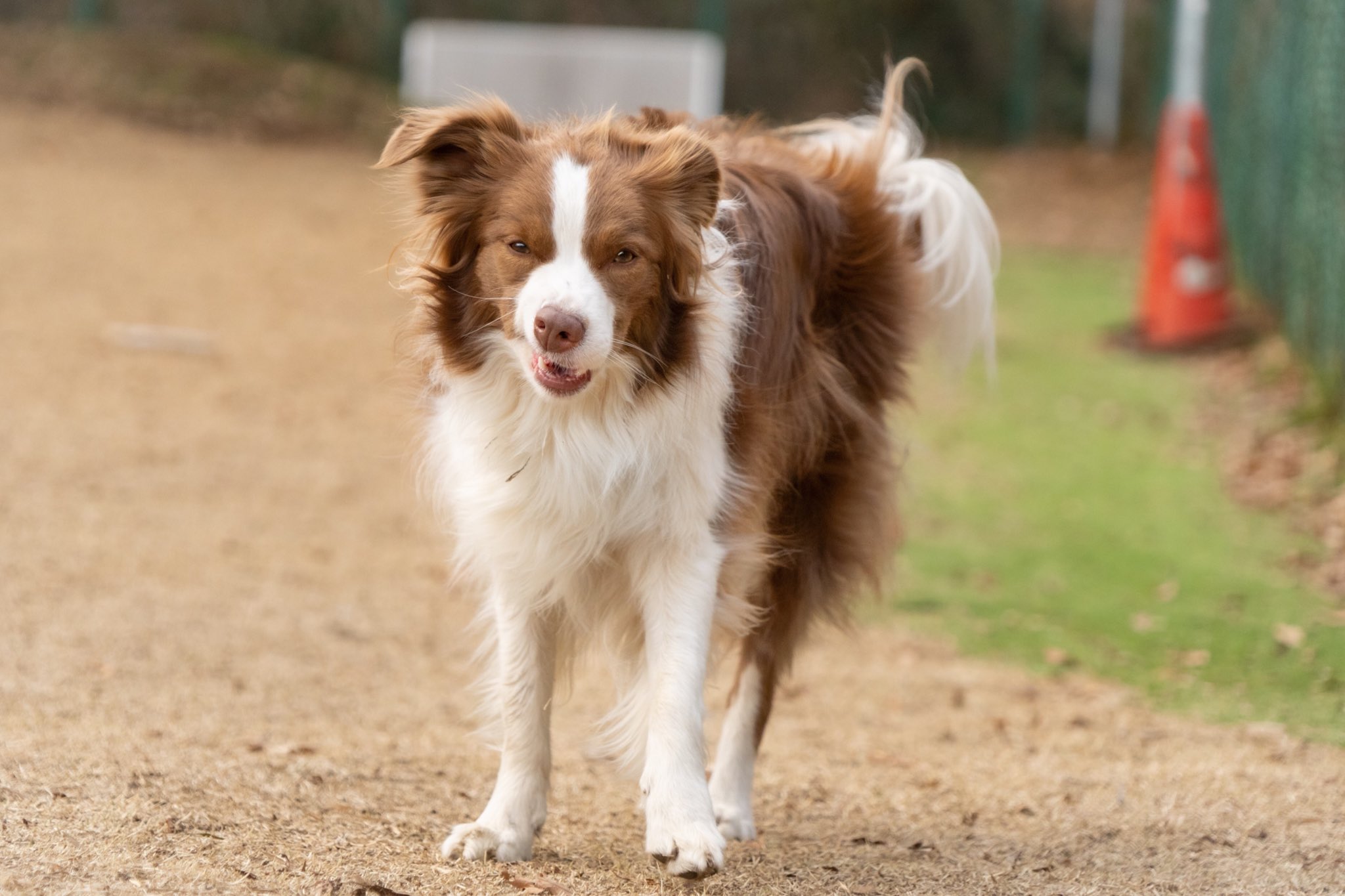 ボーダーコリーのリーリエ Sur Twitter 悪い顔をしてます笑 ボーダーコリー 犬 T Co Badaj6iqtj Twitter ボーダーコリーのリーリエ Sur Twitter 悪い顔をしてます笑 ボーダーコリー 犬 T Co Badaj6iqtj Twitter