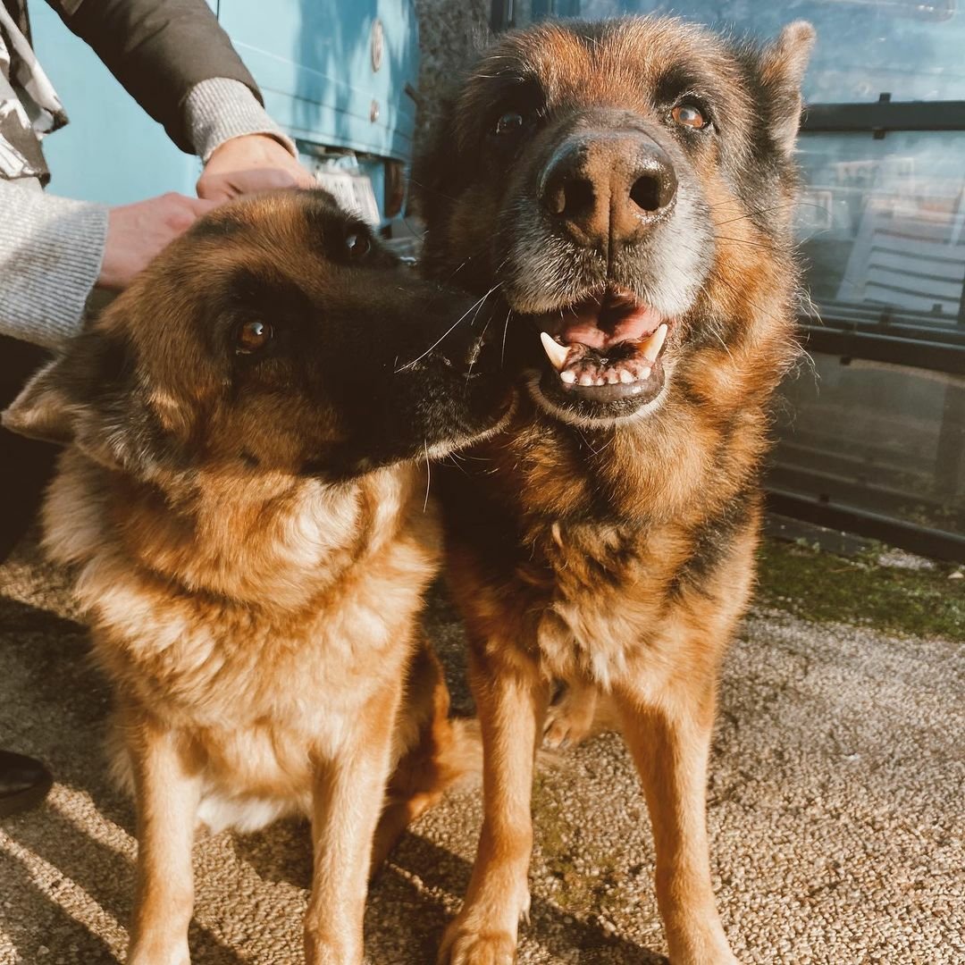 WDurcal's tweet image. #Reposted from @ShailaDurcal
••••••
Mis lobos!!!! Gibson &amp;amp; Cheska!!!! Feliz Día de Reyes! #SDSecurity #DurcalPets

#cantante #compositora #musica #actriz #artista #musicaromantica #familytime❤ #diadereyes👑 #familiaperruna #españa🇪🇸