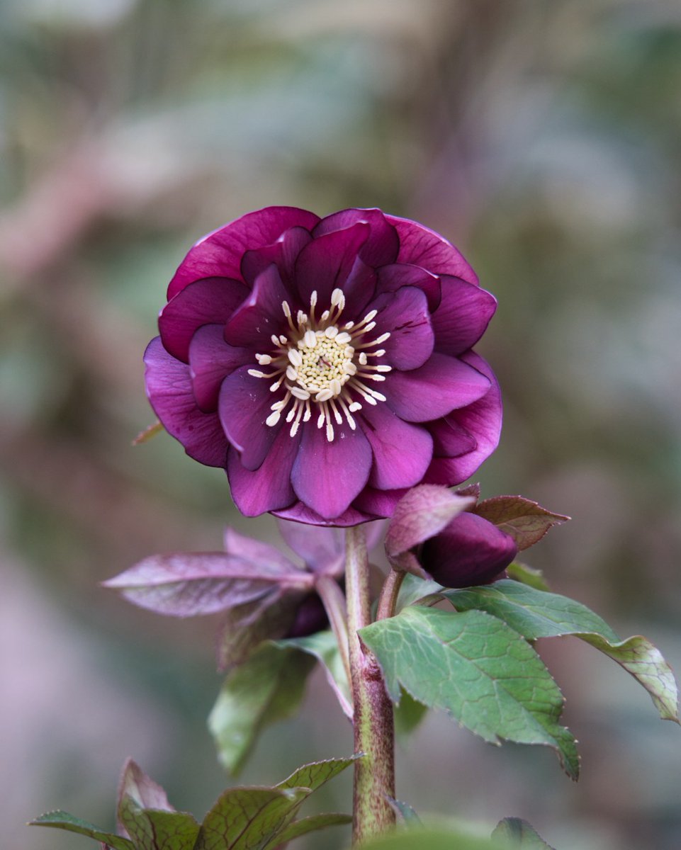 音ノ葉 広瀬園芸 のクリスマスローズが入荷しました 新入荷分については １月９日 土 から販売します T Co Hgvhylu9jg Hpは 音ノ葉 クリスマスローズの写真 で検索 文京区 園芸店 音ノ葉 クリスマスローズ 広瀬園芸 クレオパトラ