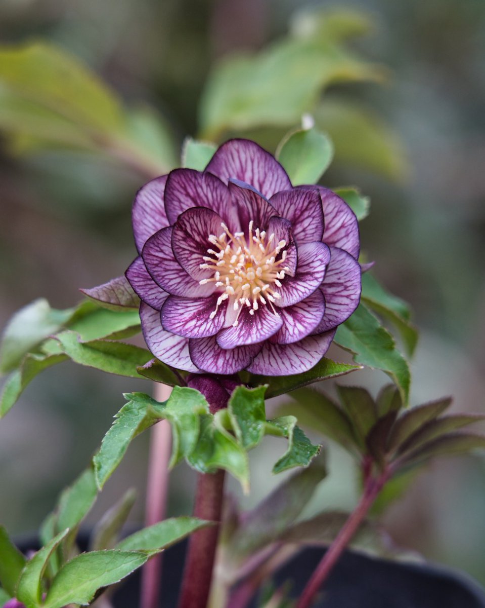 音ノ葉 広瀬園芸 のクリスマスローズが入荷しました 新入荷分については １月９日 土 から販売します T Co Hgvhylu9jg Hpは 音ノ葉 クリスマスローズの写真 で検索 文京区 園芸店 音ノ葉 クリスマスローズ 広瀬園芸 クレオパトラ