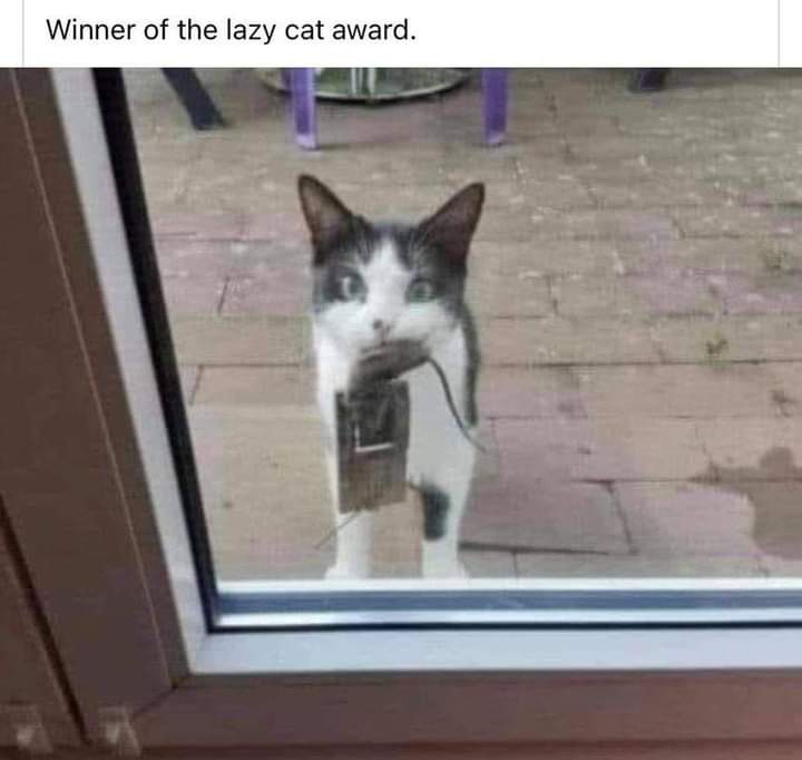 MiskiewiczWill's tweet photo. 😹😹😹 https://t.co/1nApmuqfA1