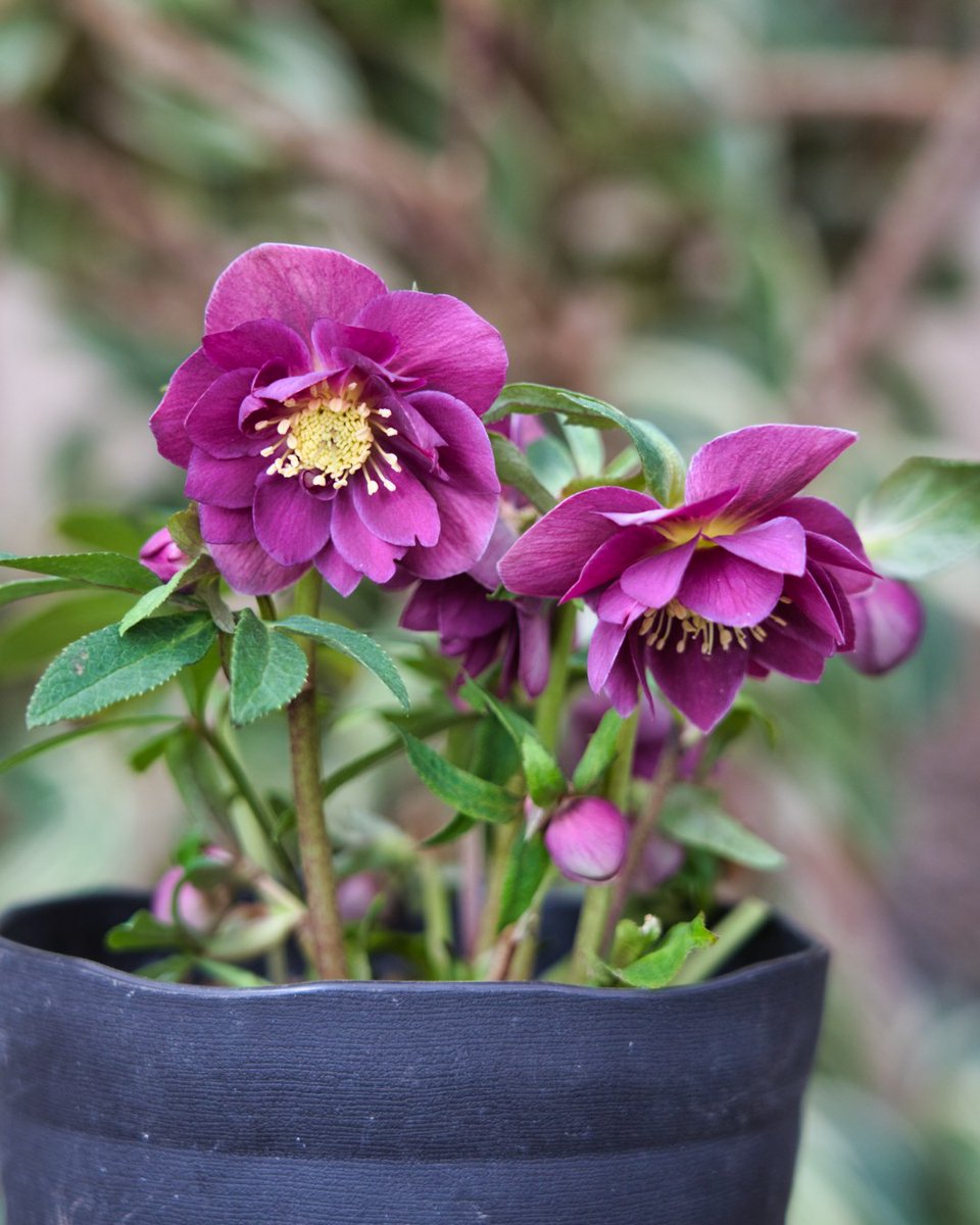 音ノ葉 広瀬園芸 のクリスマスローズが入荷しました 新入荷分については １月９日 土 から販売します T Co Hgvhylu9jg Hpは 音ノ葉 クリスマスローズの写真 で検索 文京区 園芸店 音ノ葉 クリスマスローズ 広瀬園芸 クレオパトラ