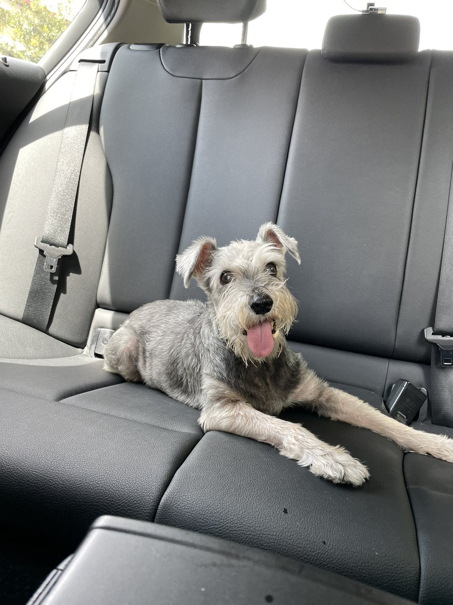 MoustaChiobu's tweet photo. I love car rides. Wish I could stick my head outta the window and feel the breeze on my moustache. #DogsofTwittter https://t.co/ai65U9vpGx