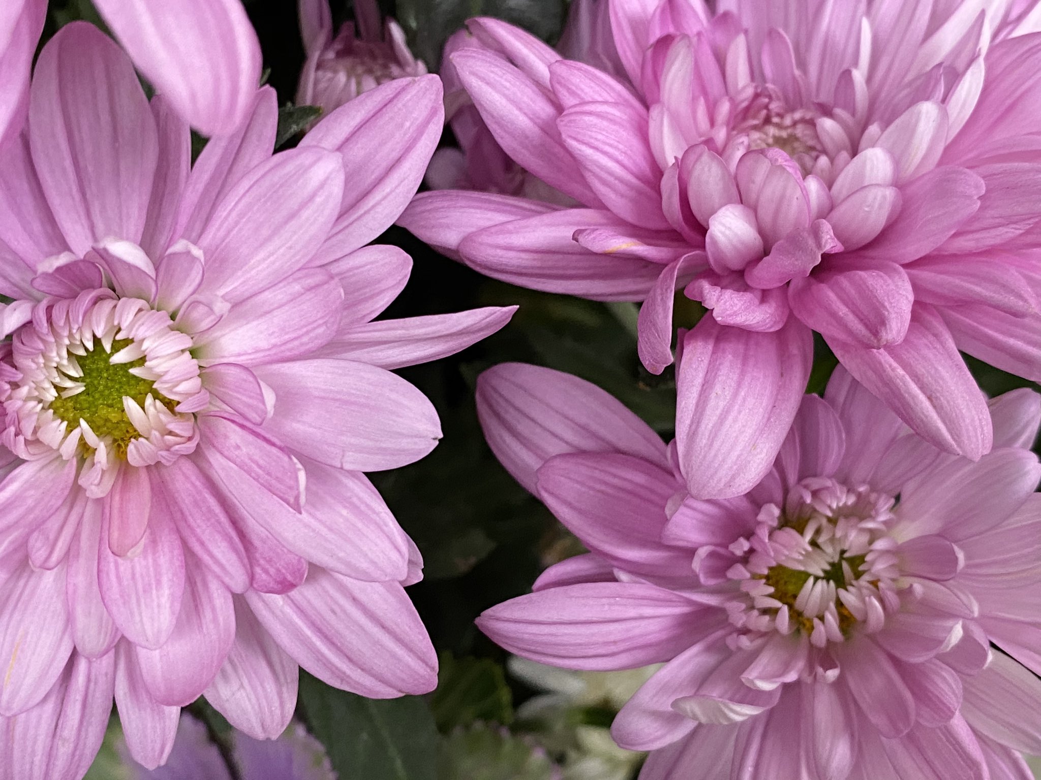 魔法使いサリー 西洋菊 1本の茎から沢山の花 スプレーマムの花言葉 高潔 清らかな愛 あなたを愛しています 寒いですね 暖かくして下さいね T Co Vatlolqeul Twitter