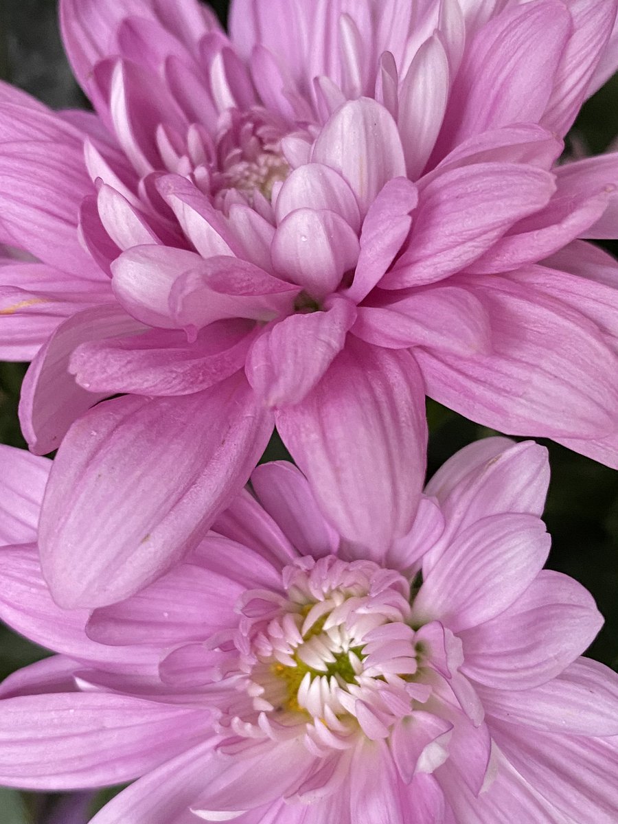 魔法使いサリー 西洋菊 1本の茎から沢山の花 スプレーマムの花言葉 高潔 清らかな愛 あなたを愛しています 寒いですね 暖かくして下さいね 魔法使いサリー 西洋菊 1本の茎から沢山の花 スプレーマムの花言葉 高潔 清らかな愛 あなたを愛しています 寒いですね 暖かくして下さいね