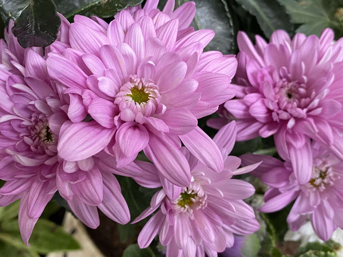 魔法使いサリー 西洋菊 1本の茎から沢山の花 スプレーマムの花言葉 高潔 清らかな愛 あなたを愛しています 寒いですね 暖かくして下さいね 魔法使いサリー 西洋菊 1本の茎から沢山の花 スプレーマムの花言葉 高潔 清らかな愛 あなたを愛しています 寒いですね 暖かくして下さいね