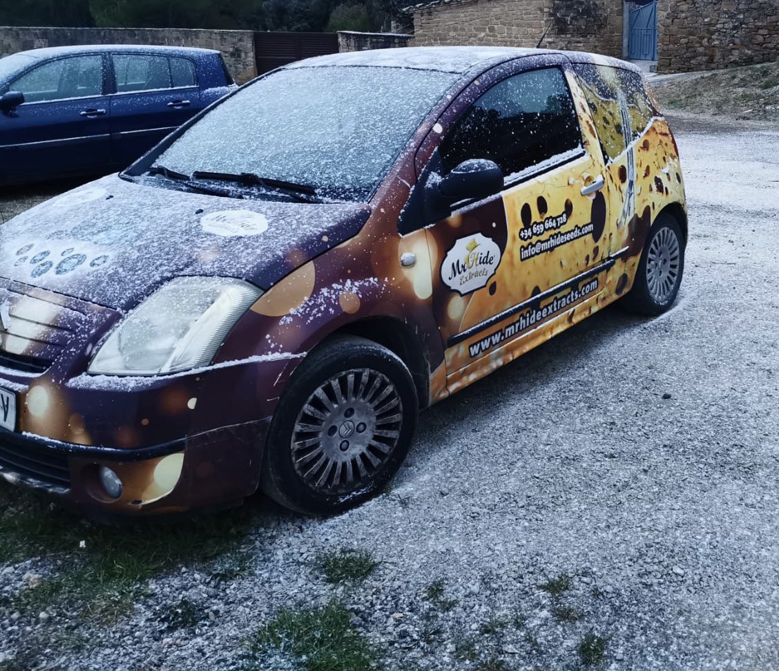 Comenzamos la mañana 🥶🥶🥶, mantener vuestros cultivos controlado en temperatura #cannabisseeds #seedscannabis #weed #cbd #bho #autocultivolegal #marihuanalegal