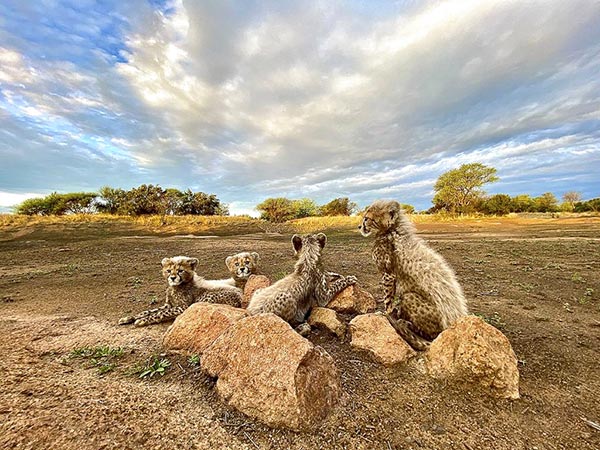UkutulaUCC's tweet photo. Best Wildlife Viewing - https://t.co/nTHiCotONK https://t.co/90FmYPKU70