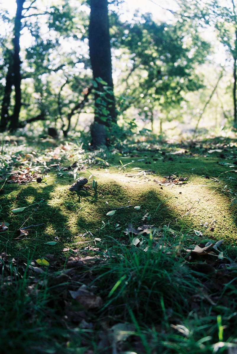 rin12603721's tweet photo. 貰ったフィルムカメラで撮ったピントあってないの。
初めてフィルム使ったから撮ったときの音に感動したｶｼｬｳｨｰﾝ…

#カメラ #写真 
#写真好きな人と繫がりたい 
#写真撮ってる人と繫がりたい 
#フィルム写真 #カメラ初心者 https://t.co/naZQmhyYpD