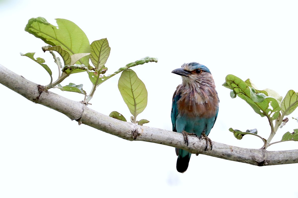 ShaliniElassery's tweet photo. Woke up this morning and decided what the world needs now is more birds and less twits...
Indian Roller Coracias benghalensis
#IndiAves #birds @Avibase #Melagiris https://t.co/6PD3SYEEFT