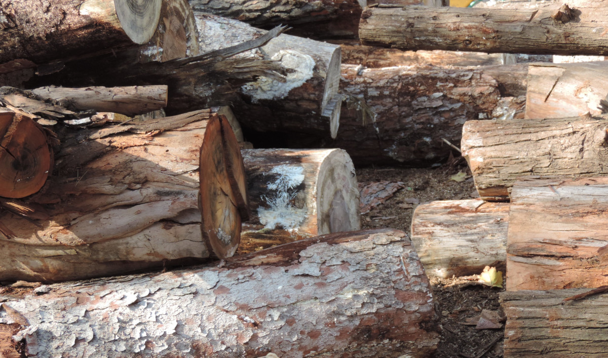 🌳La gestió forestal a Catalunya garanteix la persistència de boscos compatibilitzant-la amb l’aprofitament sostenible.

🪵 La fusta obtinguda es destina principalment a produir energia: El 35%, a biomassa i el 23% a llenya.

#AgendaForestal 
👉 agricultura.gencat.cat/web/.content/0…