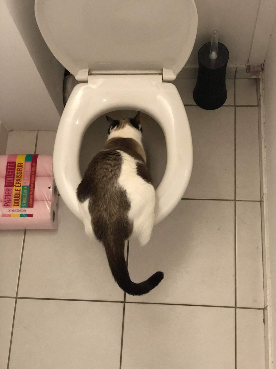 shynouh's tweet photo. Paniquée pendant 15 mins dans l’appart à chercher mon chat, je le retrouve où ??? https://t.co/WlaJ9PLI26