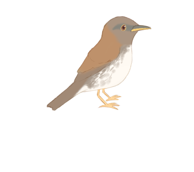 鳥のイラスト図鑑のtwitterイラスト検索結果 古い順