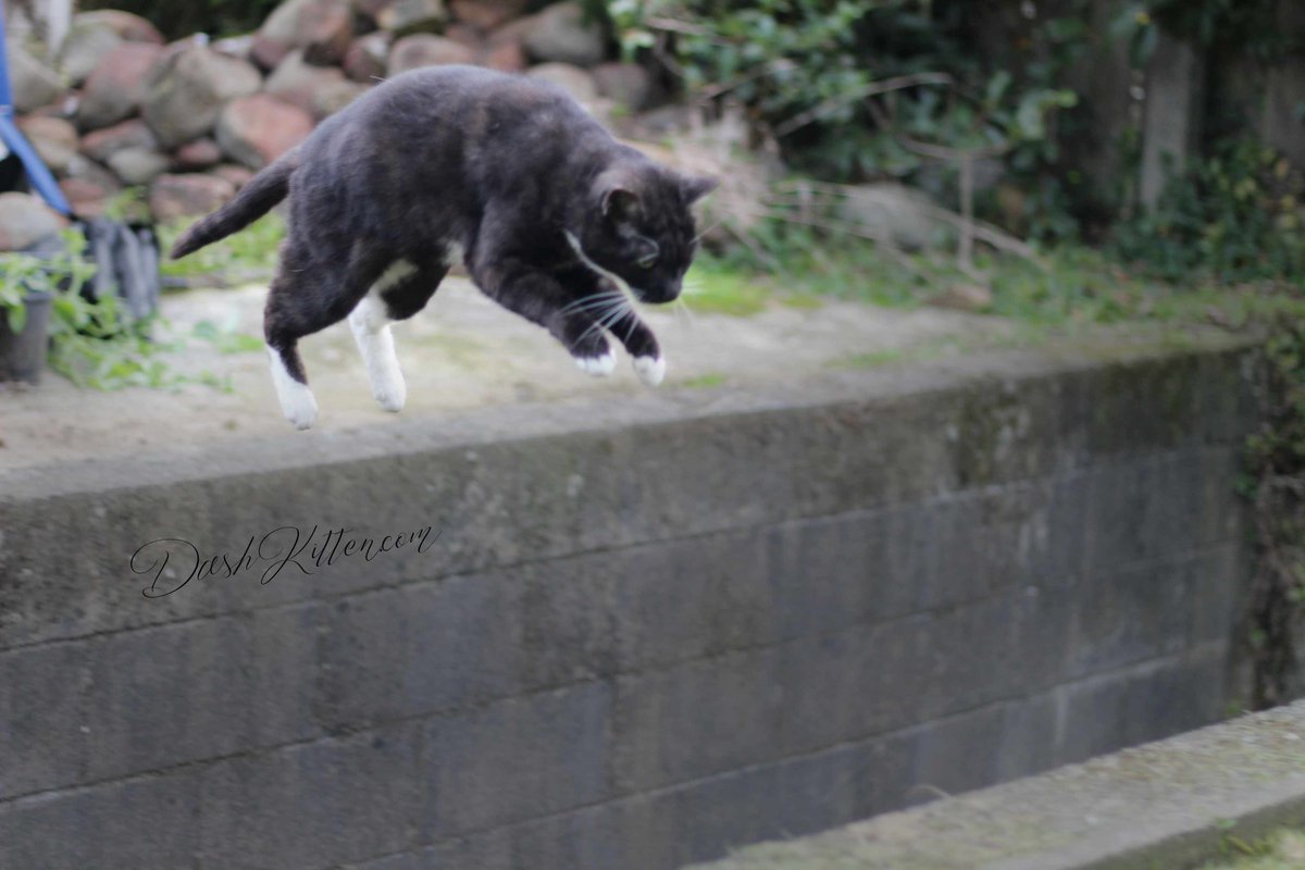 DashKitten's tweet photo. #Learn something new to #beattheboredom with DashKitten. Get some #insights with my #FillFlash newbies post. Have some #PetPhoto FUN!!! https://t.co/i3YFQeXEEL #beginnerslearn #dlsr #compactcameras #catlovers #doglovers https://t.co/fcCjK99oy4