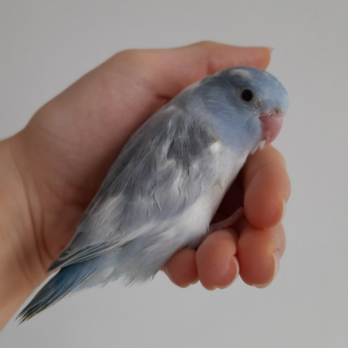 💙🤍 Mavi-beyaz parçalı dişi yavru
📩 Yavru forpus arayanlar dm den iletişime geçebilir.