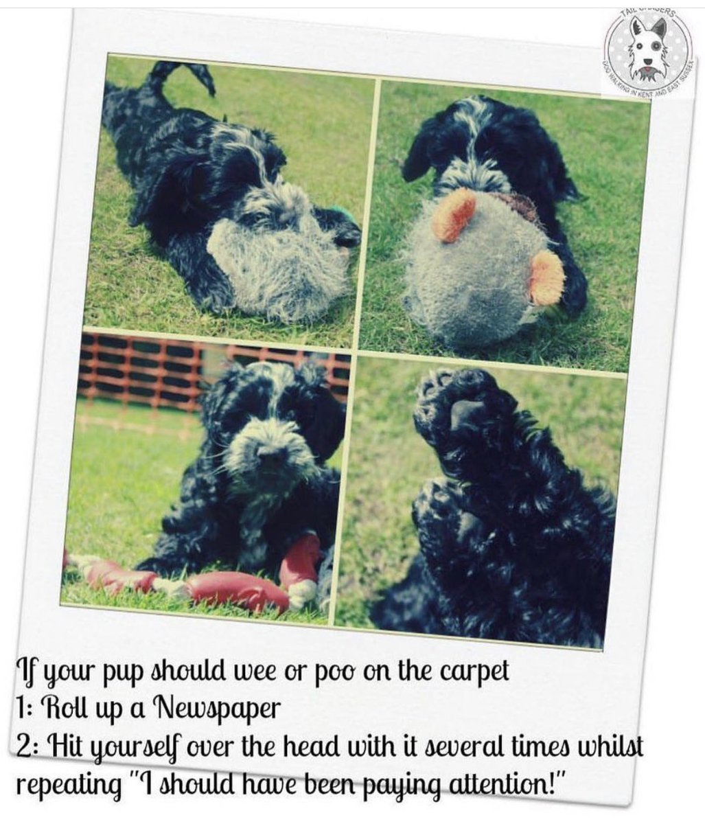 TailChasers1's tweet photo. How’s the housetraining going?
#dogwalker #tunbridgewells #dog #digs #puppy https://t.co/zS2XwDiZxa