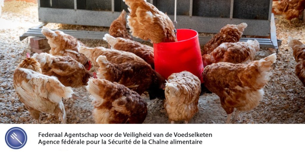 🐔 #Vogelgriepvirus H5: stavaza v/d situatie in 🇧🇪: ℹ️ favv.be/.../publicatie…  
‼️ De ophokplicht blijft gelden, ook vr particulieren die slechts enkele kippen houden. De maatregel blijft mogelijk  tot voorjaar 2021 duren.
📲 Info via sociale media of  favv.be/consumenten/ex…