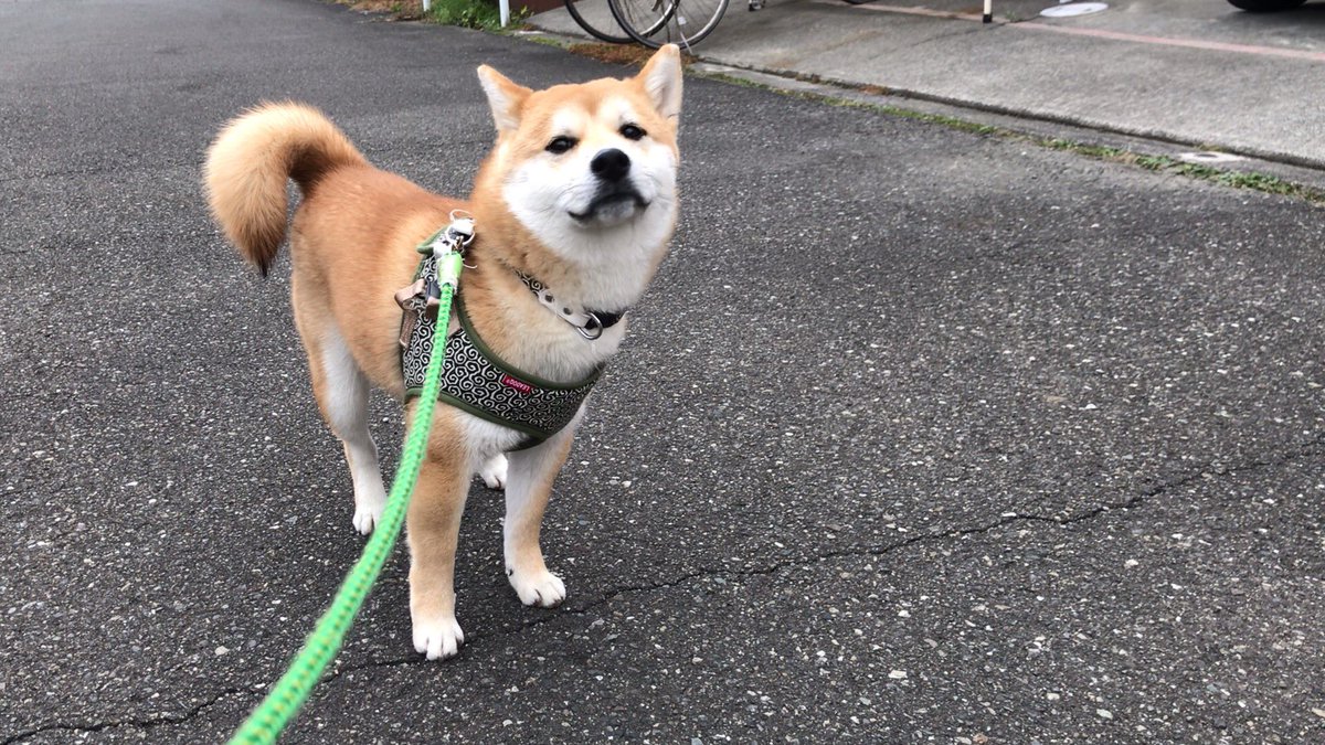 柴チワワのちくわ お散歩中に見せてくれるいろんな表情が好きです 柴犬 チワワ 柴チワワ ミックス犬