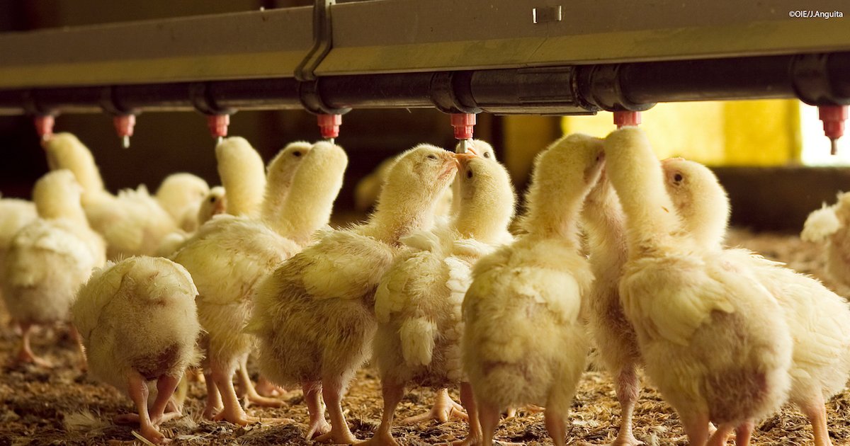 As more cases of Avian influenza reported, now has never been more necessary to implement #biosecurity at farms.

It protects bird health, food security, livelihoods &amp; the economy, to name a few.

Stay informed on the global situation of the disease here: bit.ly/3lgx05J