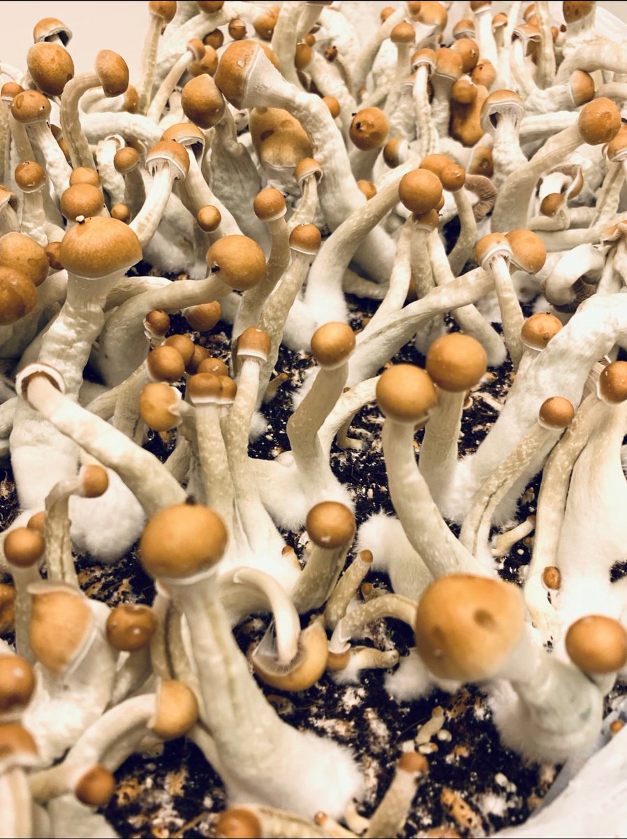 HighforN's tweet image. Good medicine for all #shrooms🍄