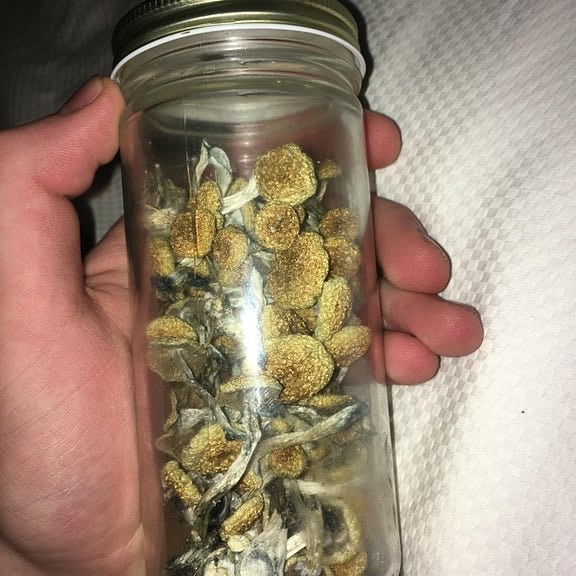 HighforN's tweet image. Over 13g from a 16q shoe box 
#shrooms