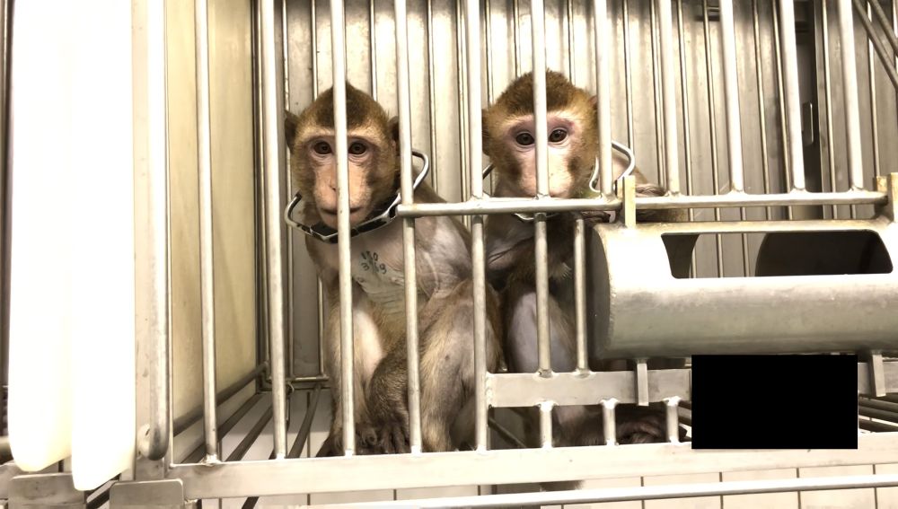 Long-tailed macaques in a laboratory; credit: SOKO Tierschutz/Cruelty Free International