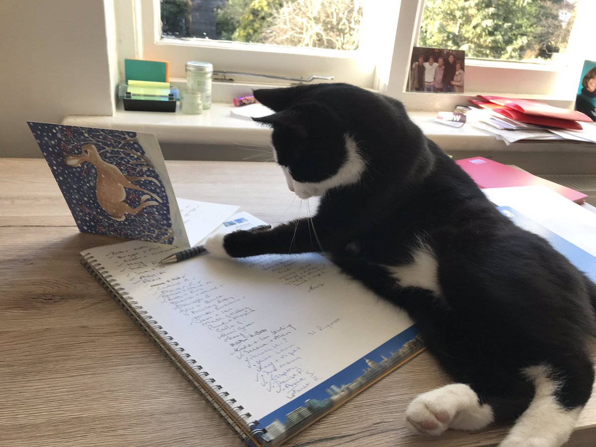 RspcaFinchley's tweet photo. A Lovely update from a recent adopter 😻
Millie (was Mango) has settled in really well. Her new owner has said that she is a delightful little cat, they are the best of friends and that she has been a huge comfort during recent times. https://t.co/VCkYGLsfmL