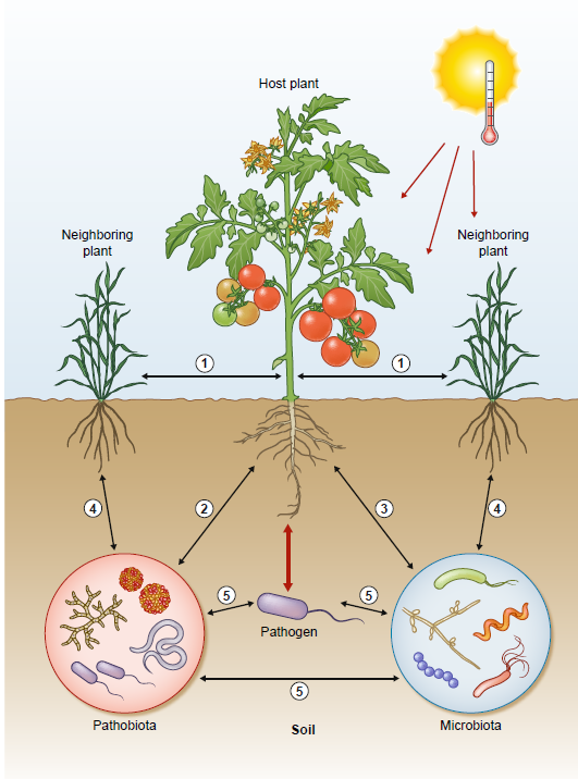 Temperature elevation effect on pathogen resistance: check out this very recently published review! nph.onlinelibrary.wiley.com/doi/full/10.11…