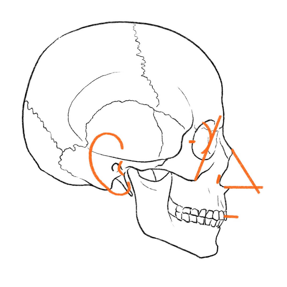 「頭蓋骨から横顔を推測するガイド。 」|伊豆の美術解剖学者のイラスト