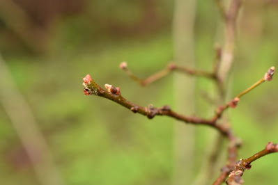 papaver's tweet photo. New on the blog https://t.co/g0j3IZS3BM this month's #treefollowing sees the Quince Brothers playing games to amuse themselves when they think no one is looking #gardening #gardenblog #quincetrees #questforaquince https://t.co/v8nkICGNzT