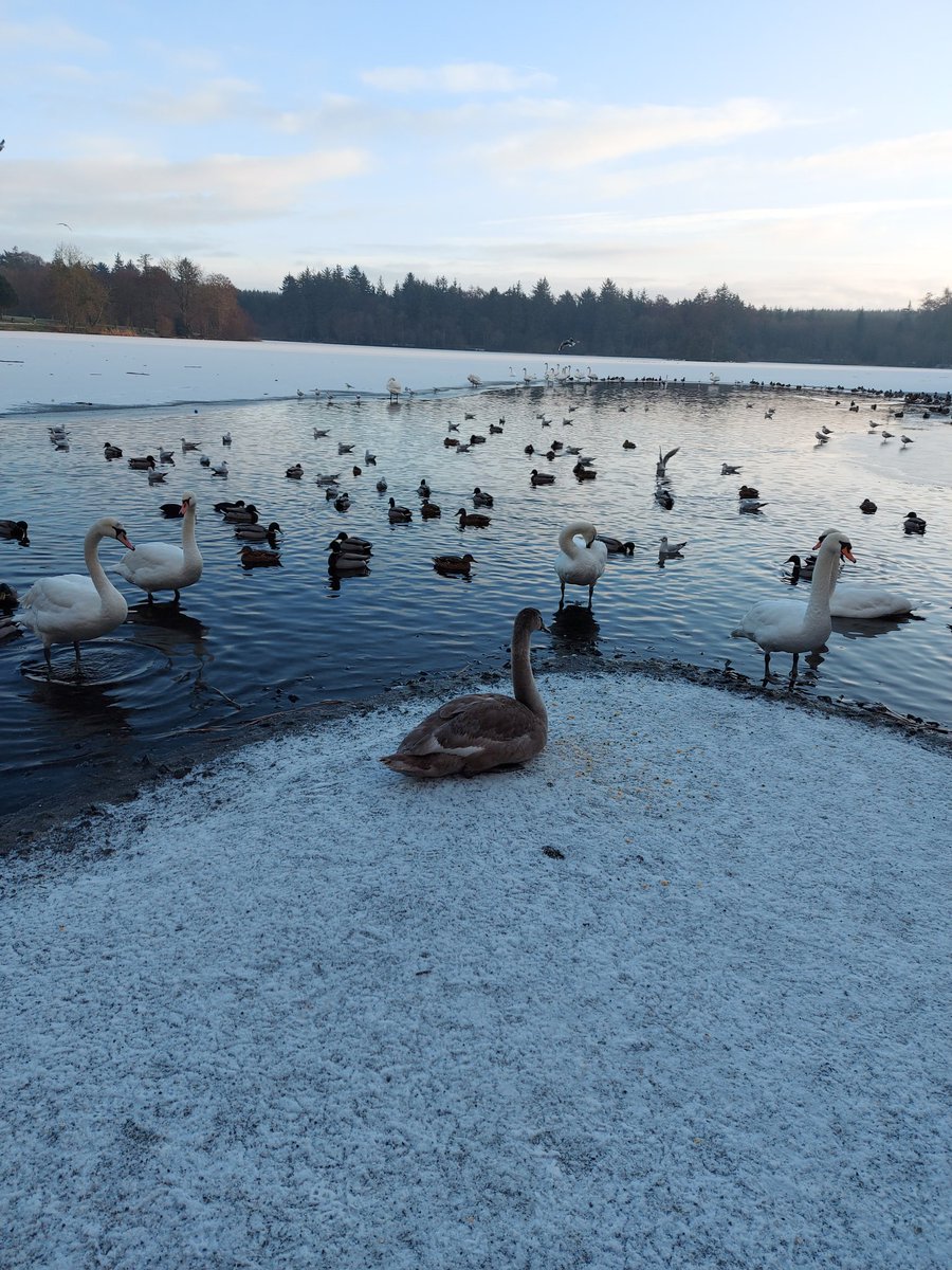 jacksonchloe93's tweet photo. #Frozen #Hilsboroughforestpark #NorthernIreland #CoolFM https://t.co/aUyvaCnt6H