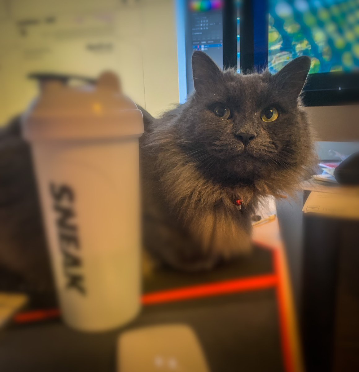 GamergeekUK_'s tweet image. Joined at work today by a very special guest!! Say hello to Murphy!!

@SneakEnergy #twitchpets #streamerpets #twitchstreamer #StreamerCommunity #pets #CatsOfTwitter