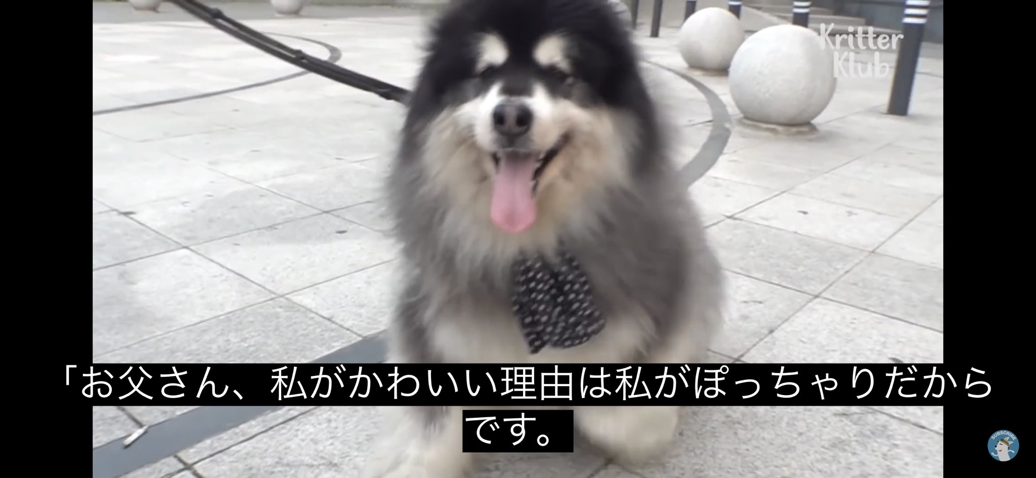 どうぶつ動画字幕bot お父さん 私がかわいい理由は私がぽっちゃりだからです どうぶつ動画字幕bot お父さん 私がかわいい理由は私がぽっちゃりだからです