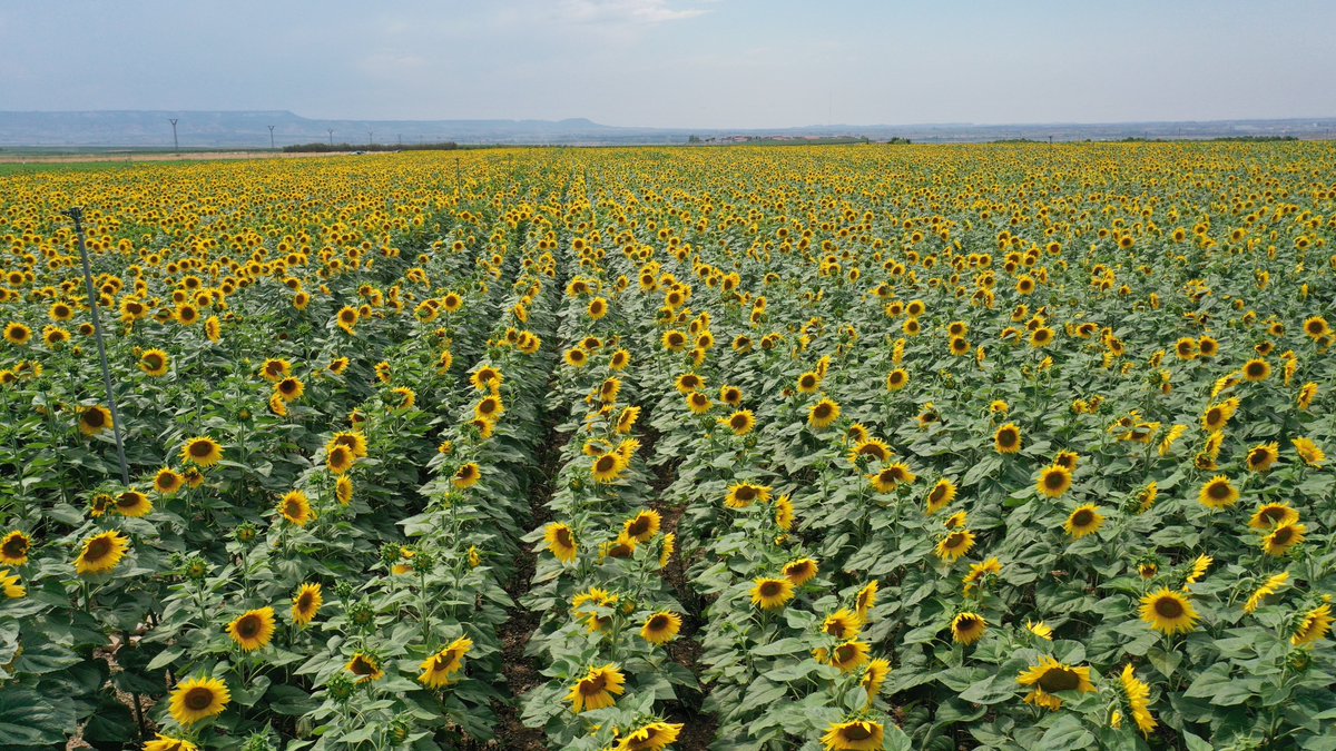 red_arax's tweet photo. 😄Satisfechos de poder presentar el ensayo de @GENVCE y CTA-Aragón @63popovito de 39 variedades de girasol 🌻🌻 en las #CincoVillas @CoopEjea 

🧐 Análisis productivo (2.924 k/ha de media) y de calidad en laboratorio de @Cargill. Consulta el informe ⬇️
https://t.co/NZEJwnisMF https://t.co/lDDuykL3rT