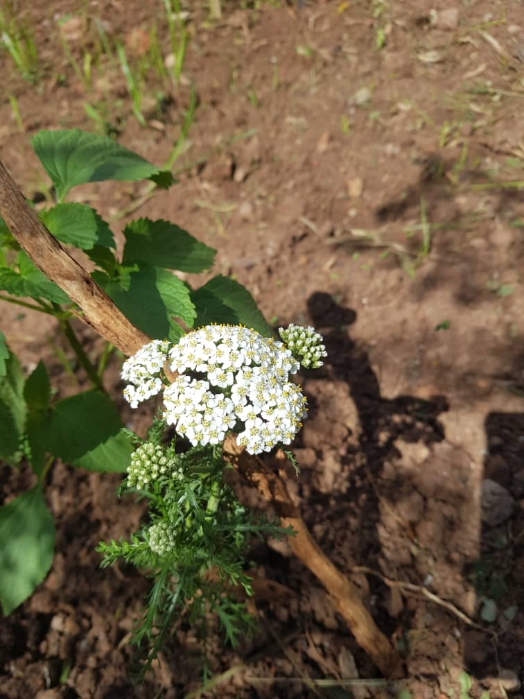 9BeeTi's tweet photo. #Artemisia #Updates #Wormwood #Mugwort #Blooming https://t.co/RNYwLglz1P