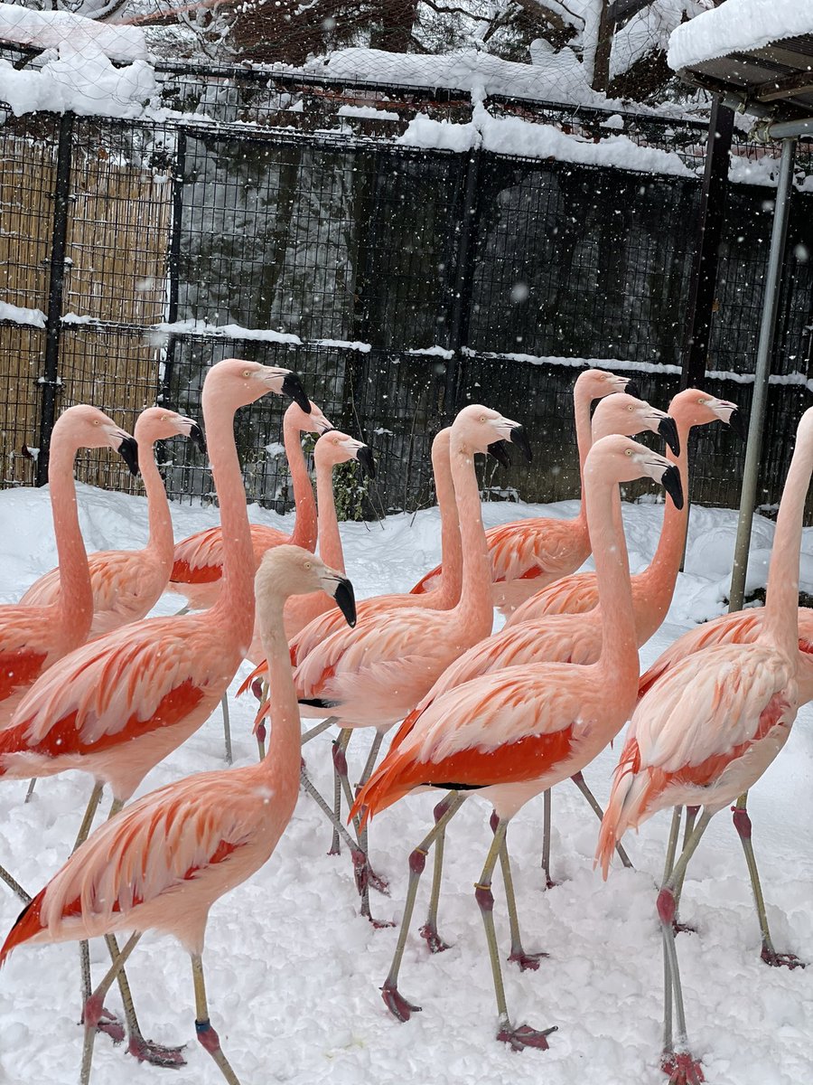 長野市城山動物園 公式 雪とフラミンゴたちです ピンクに白がよく映えます チリーフラミンゴ フラミンゴ 雪 雪の日 綺麗 城山動物園 茶臼山動物園