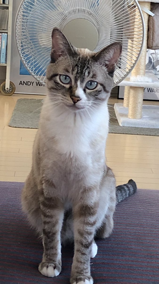 シャムネコ図鑑 トラシャム 白ブチ キジ白シャム Min T ミント