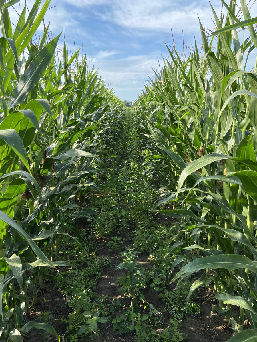 My university classmates also had major concerns about monocropping. They were concerned at what a lack of biodiversity would do the health research our planet. Relay Cropping and wide row corn have been my experiments in adding biodiversity to my farm. (11)