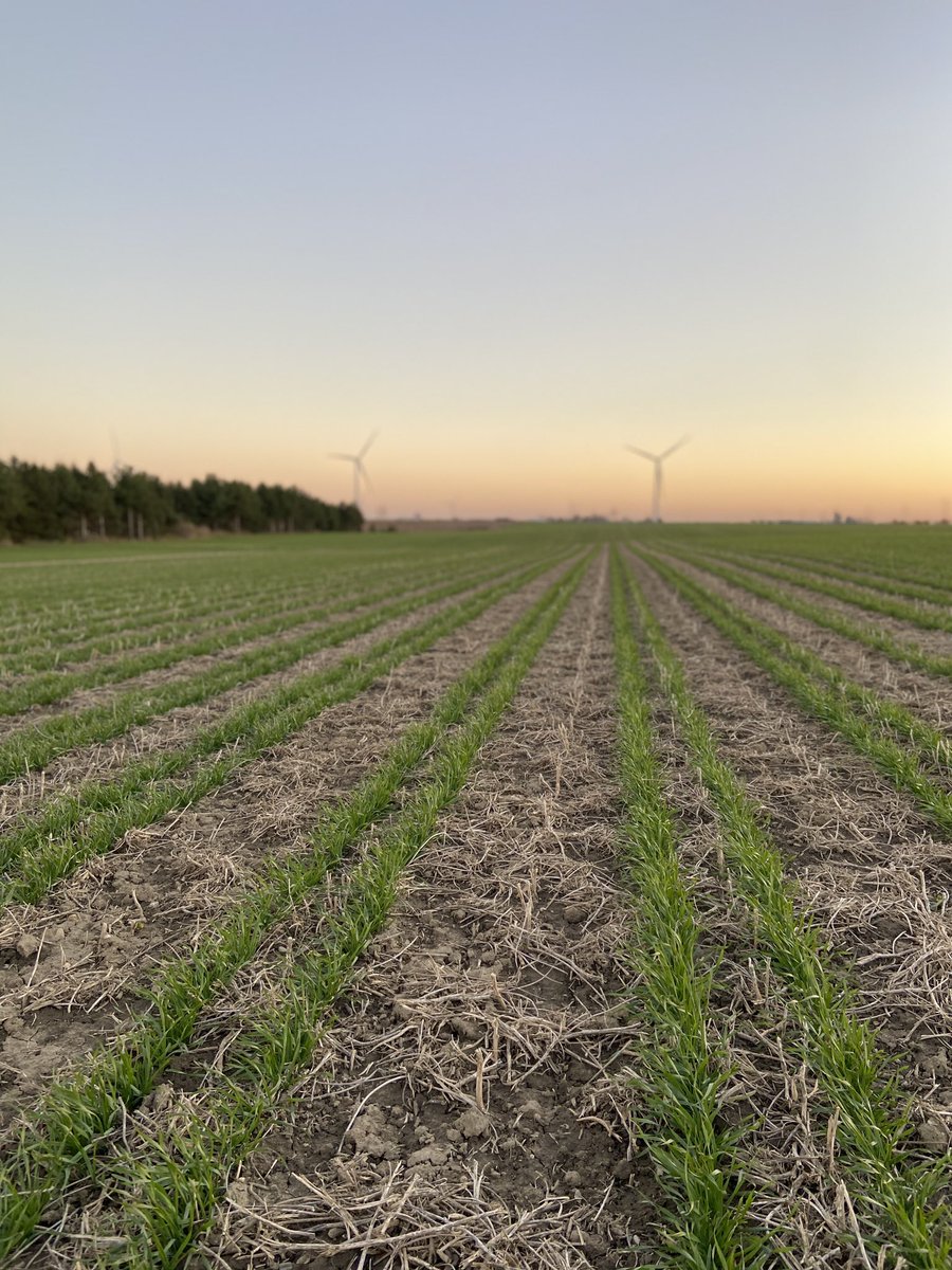 My university classmates also had major concerns about monocropping. They were concerned at what a lack of biodiversity would do the health research our planet. Relay Cropping and wide row corn have been my experiments in adding biodiversity to my farm. (11)