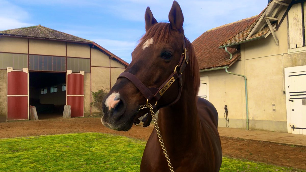 francesire's tweet photo. Doctor Dino, toujours aussi beau à 19 ans ! L’étalon du Haras du Mesnil est bien sûr le père du champion de @CBloodstock @lestradebertra1 Docteur de Ballon! https://t.co/ShboGvlEUp