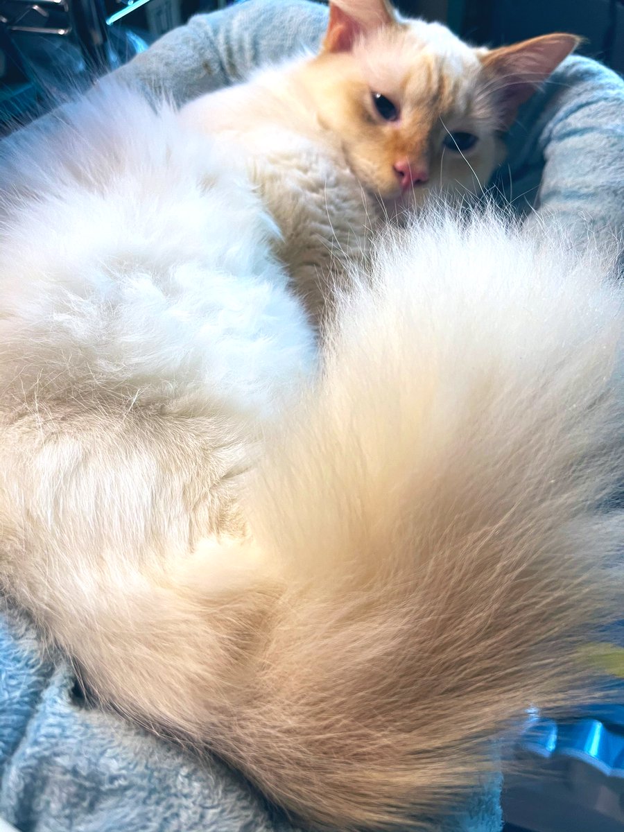 jungle_os's tweet photo. Pearlโs Floofy squirrel tail doubles as a warm, cozy blanket! #cats #CatsOfTwitter #MaximumFloof https://t.co/ix4XK7R6Ix