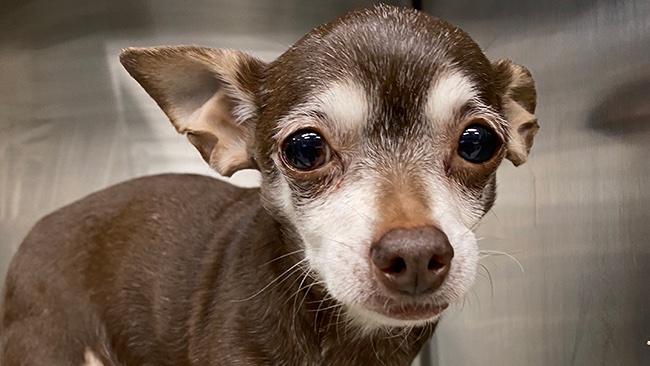 PositiveTails's tweet image. Need some good news? Princess’s life was saved last night after emergency surgery to treat an infected uterus. Thanks to her medical team @VERGbrooklyn! @positivetails was thrilled to help this sweet dog and her family.