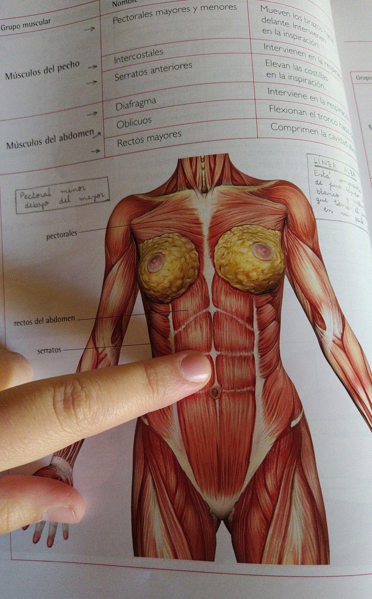 Lorenamarest's tweet photo. @zapeandola6 Esta es la línea alba, al hundimiento se le llama diastasis y la maniobra para hundir los abdominales es la maniobra de bracing 😜😜 https://t.co/huGRXiiO5v